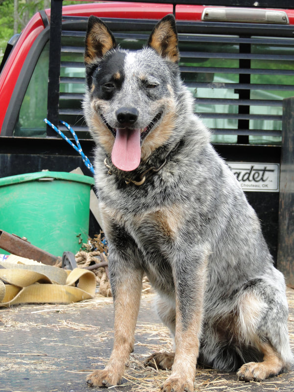 red and blue heeler puppies for sale